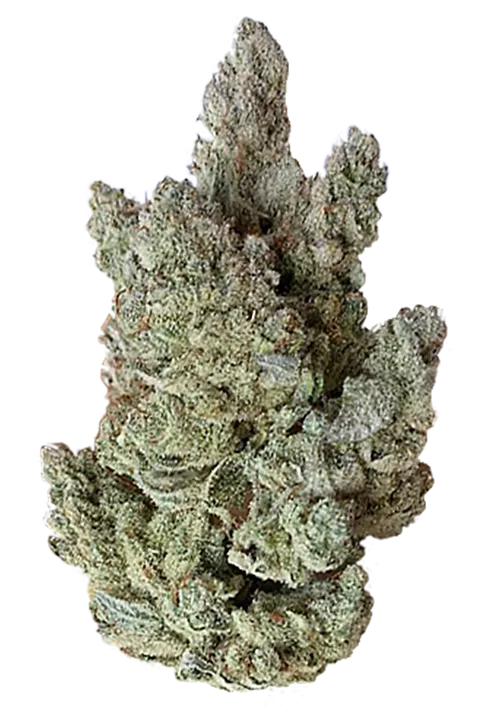 Original glue 4 gg4 gorilla glue - the laughing goat 2