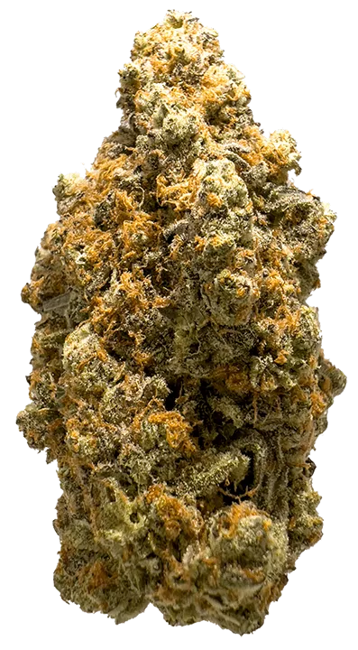 Sundae Driver Bud Photo, Grown by The Laughing Goat Contact Us Today