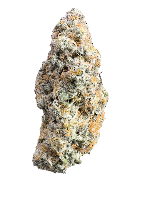 Gelato-Trix-Nug-Shot