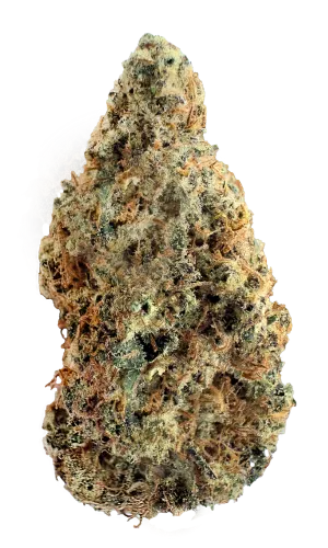 sacred-ash-nug-photo-marijuana-strain-1