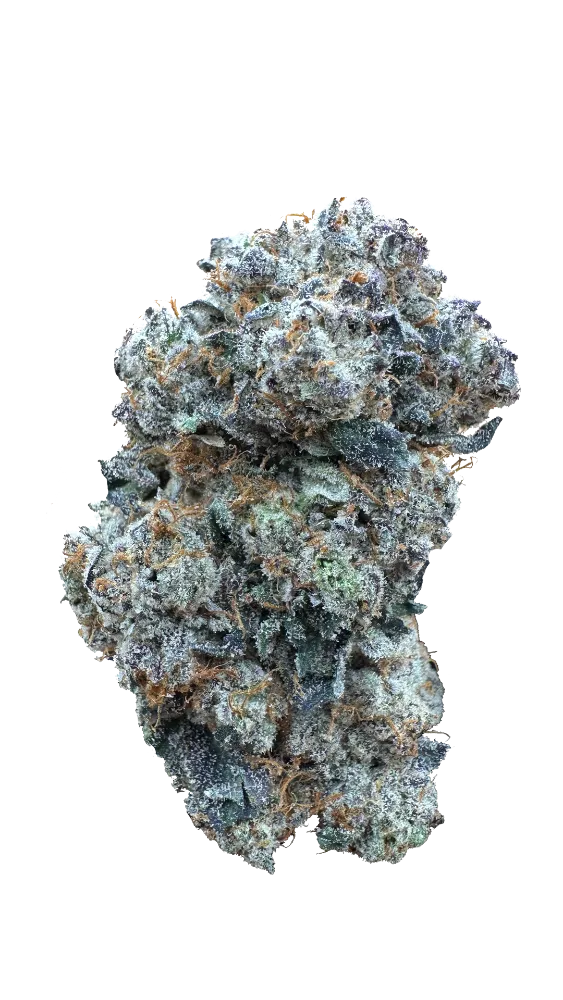 CRIPPY NUG PHOTO