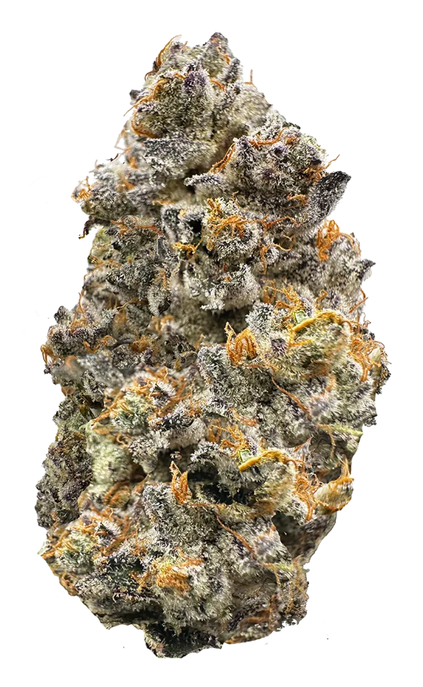 LAUGHING GAS NUG PHOTO