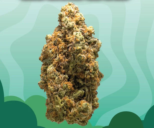 Spring into March with The Laughing Goat’s Freshest Drops