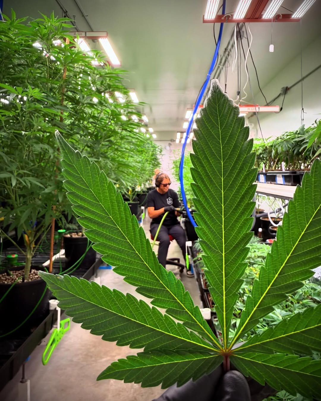 our purpose watering clones the laughing goat